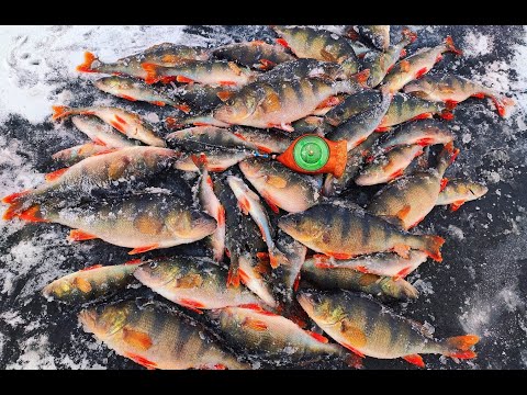 Видео: БЕЗМОТИЛКА яка ЛОВИТЬ!!! ЗАВЖДИ з УЛОВОМ!!! Рибалка на окуня.