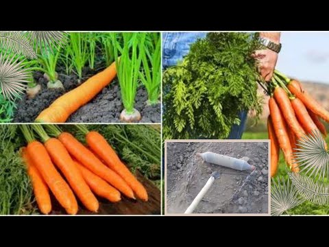 Видео: Мана сизларга Хакикй 🥕🥕ИХТИРО САБЗИ 🥕🥕ЭКАДИГАН АПАРАТ