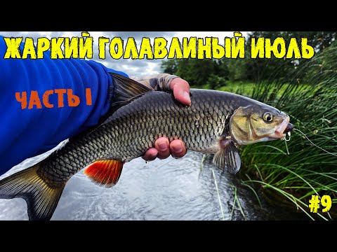 Видео: Жаркий голавлиный июль, часть 1, день Golden Mean Hellion 40F SSR
