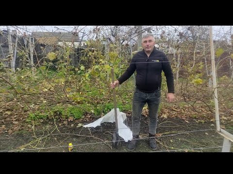 Видео: Вкривання лози винограду, способи вкривання на зиму