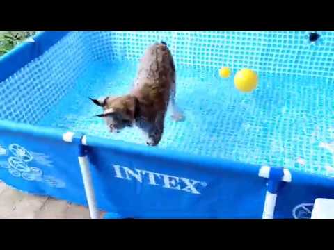 Видео: День рождения рыси Марса! 1 год!