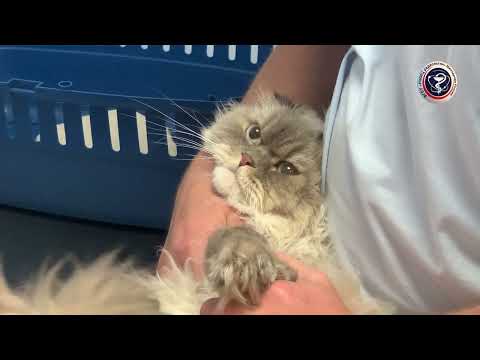 Видео: Саркома конечности у вислоухой кошки