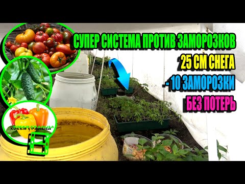 Видео: 100% ЗАЩИТА ОТ ВОЗВРАТНЫХ ЗАМОРОЗКОВ ДО -16 ТОМАТОВ, ОГУРЦОВ И ПЕРЦЕВ. ЭКО-САД ВЫХОДНОГО ДНЯ 24-03