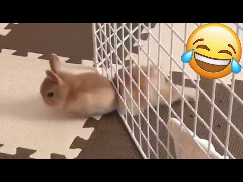 Видео: СМЕХ ДО СЛЕЗ😂 САМЫЕ СМЕШНЫЕ КОШКИ И СОБАКИ 😹🐶 #17