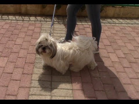Видео: Поводки по возрасту и воспитанию | Ши тцу