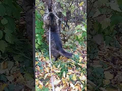 Видео: Котик і осінь 