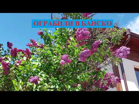 Видео: БАНСКО: ОБОКРАЛИ СРЕДЬ БЕЛА ДНЯ