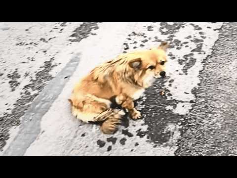 Видео: Авария сделала собаку настороженной, но девочка терпеливо научила её доверию.