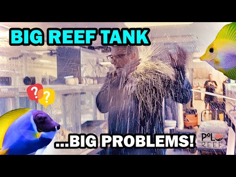 Видео: СТРЕСС ДЛЯ КОРАЛЛОВ, ВРЕДИТЕЛИ И ВЫСОКОЕ СОДЕРЖАНИЕ МЕТАЛЛОВ В РИФОВЫХ АКВАРИУМАХ!