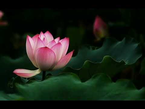 Видео: Шабд - Дхан Дхан Рам Дас Гуру, 11 повторений. Shabd Dhan Dhan Ram Das Guru (Парвиндер Сингх Кхалса)