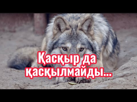 Видео: Қасқыр да  қасқылмайды..