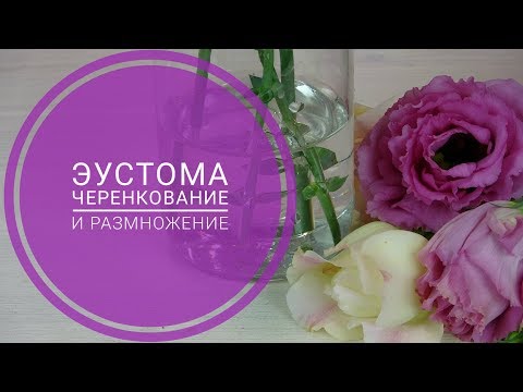 Видео: Эустома черенкование и размножение