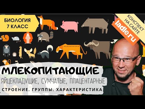 Видео: Класс Млекопитающие или звери. Животные. Биология 7 класс. Группы. Дыхательная система. ЕГЭ