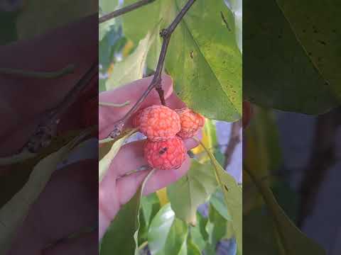 Видео: Кудрания в конце сезона! г. Николаев.