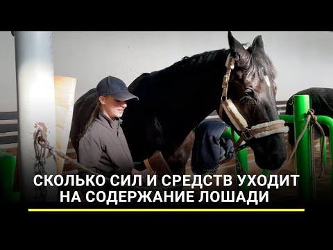 Видео: Подкованный друг: сколько сил и средств уходит на содержание лошади