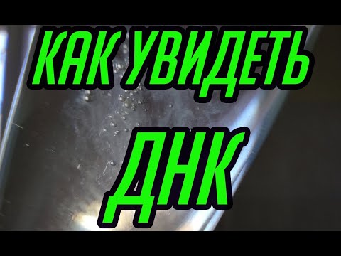 Видео: Выделение ДНК в домашних условиях