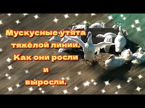Видео: Индоутята тяжёлой линии росли,росли,и выросли! На экономном содержании!