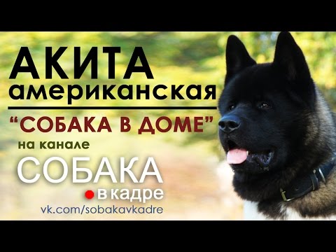 Видео: Акита. Воспитание щенка. "Собака в доме".