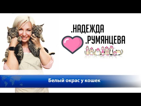Видео: Белый окрас у кошек.