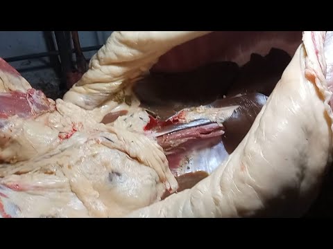 Видео: Шыңғыстаудың жабы жылқысы-Құлангердің жайылымнан сойылған жабағылары