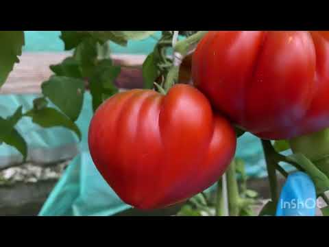 Видео: Обзор сортов томатов. Продолжение