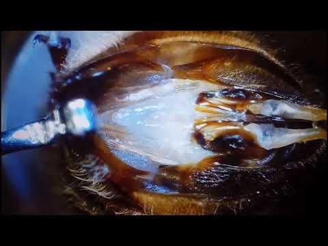 Видео: ИО пчелиных маток  с цифровым микроскопом