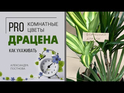 Видео: Комнатное растение для дома и офиса. Ее любят почти все - домашняя Драцена - знакомая незнакомка