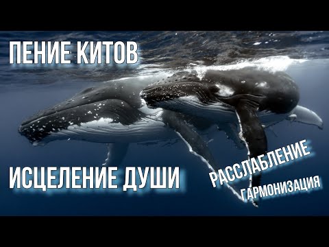 Видео: Пение китов, исцеление Души, расслабление, гармонизация #алланха #медитация #душа