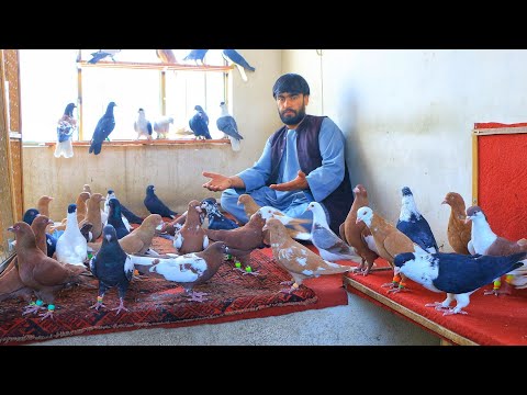 Видео: Гарантированные голуби от Seyyed Fazal Sadat Tour Pay Kob Nasvar | Голуби C/Nagi | Голуби на прод...