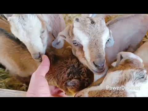 Видео: 21 апреля 2025 г. Открыла огородный сезон/