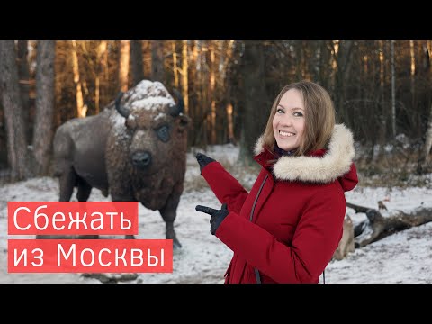 Видео: Зубры. Серпухов. Чехов. Куда уехать из Москвы? Подмосковье - чем заняться зимой. Отель Воздвиженское