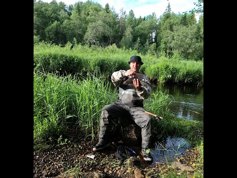 Видео: Открыл сезон трофеем! нахлыст сухая муха, хариус (fiy fishing)