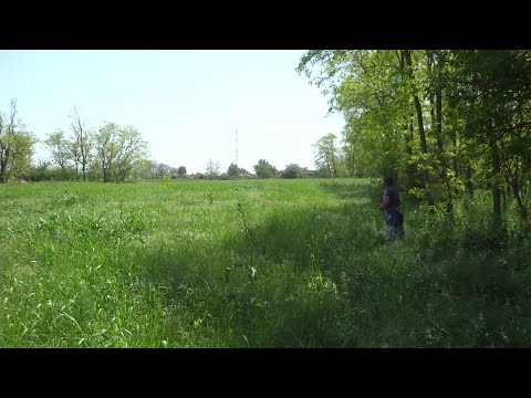 Видео: Лечебные травы - тысячелистник и полынь горькая