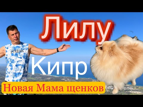 Видео: Что нужно для принятия родов у собаки. Померанский шпиц. Киприотов становится больше. Кипр.