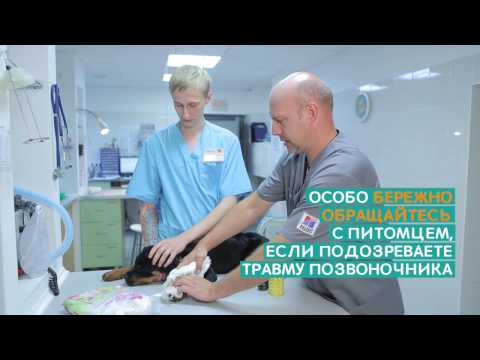 Видео: Переломы костей у животных – Ветдоктор – ответ 1