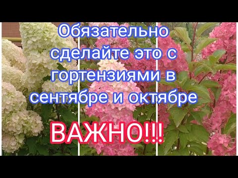 Видео: ОЧЕНЬ ВАЖНО СДЕЛАТЬ ЭТО С ГОРТЕНЗИЯМИ ДО СЕРЕДИНЫ ОКТЯБРЯ.👍👍👍☝️🌺🌺🌺