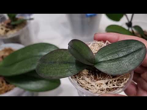 Видео: Столько стимуляторов роста!  Чем лучше полить орхидею?