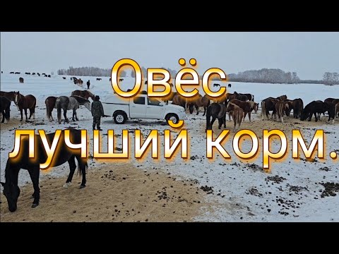 Видео: Табунное коневодство| Много снега.| Кормление лошадей в поле.