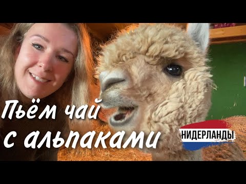Видео: Необычная ферма с альпаками в Нидерландах | Обнимашки с альпаками