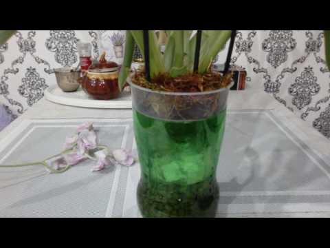 Видео: Орхидея без корней.Мильтониопсис.(((