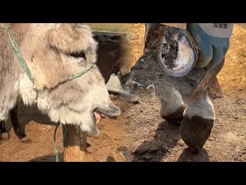 Видео: Балетные туфельки? В копытах у осла гравий!