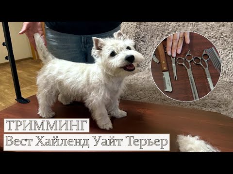 Видео: ТРИММИНГ  Вест Хайленд Уайт Терьера /Домашний тримминг/ .West Highlsnd Terrier /Grooming at home/.