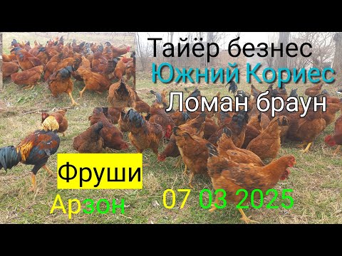 Видео: Тайёр безнес мург Ломан браун фуруши арзон товук Сотилади Южний Кориески Ломан браун