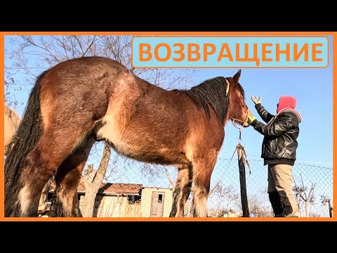 Видео: Возвращение домой. Перевозка лошадей