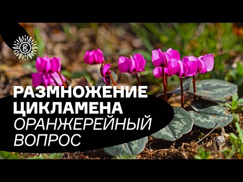 Видео: Размножение цикламена. Оранжерейный вопрос