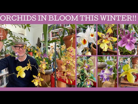 Видео: Какие орхидеи цветут этой зимой?
