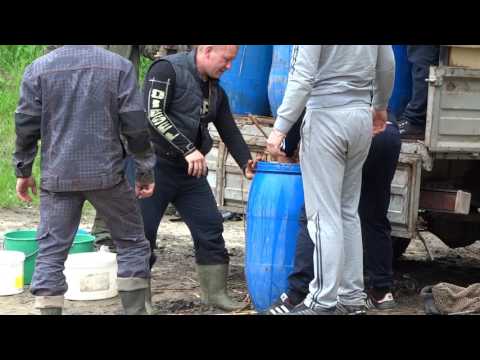 Видео: Зарыбление река бузулук 2017