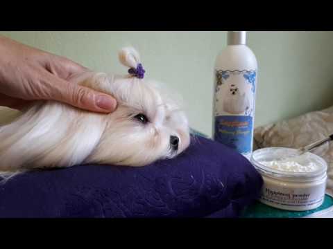 Видео: Как быстро и легко избавиться от слезных дорожек у мальтезе!