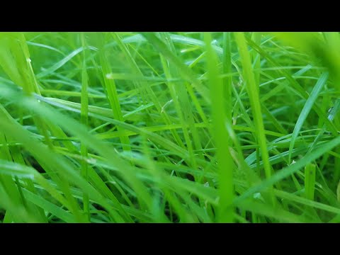 Видео: Как Ухаживать за ГАЗОНОМ. Полив.