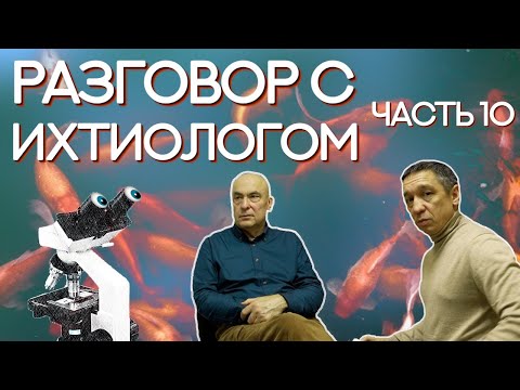 Видео: Разговор с ихтиологом. Белковский Николай Михайлович. Вопросы ихтиопатологу. Часть 10